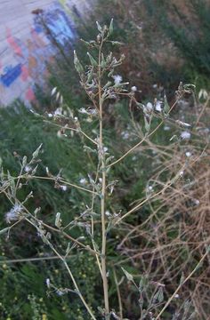 Image of prickly lettuce