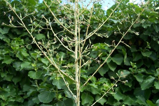 Image of prickly lettuce