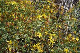 Image of Pyramidal St John's-wort