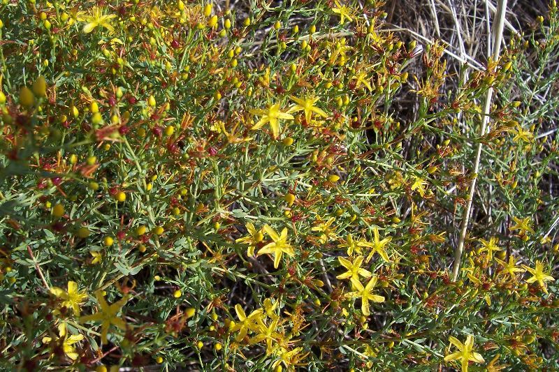 Image of Pyramidal St John's-wort