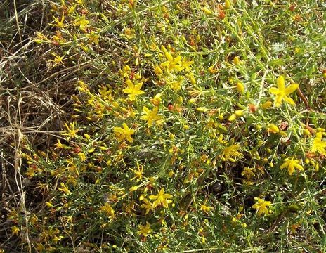 Image de Hypericum triquetrifolium Turra