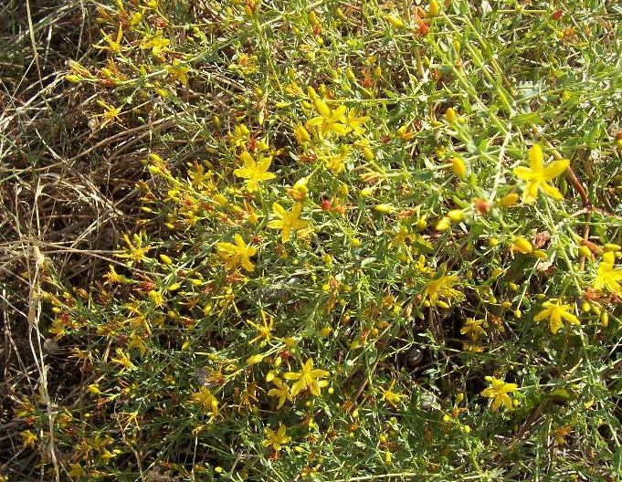 Image of Pyramidal St John's-wort