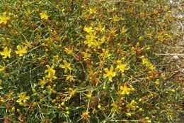 Image of Pyramidal St John's-wort