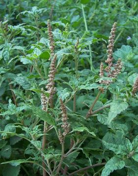 Image of largefruit amaranth