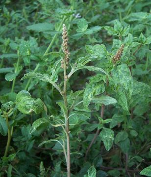 Image of largefruit amaranth