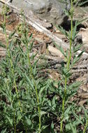 Image de Phacelia procera A. Gray