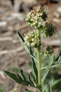 Image de Phacelia procera A. Gray