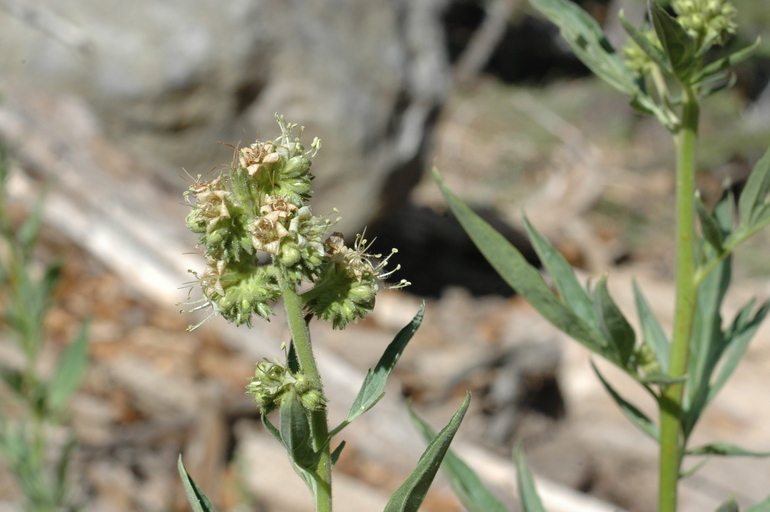 Image of tall phacelia