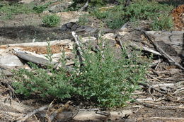 Image of tall phacelia