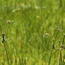 Imagem de Scirpus diffusus Schuyler