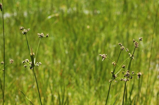 صورة Scirpus diffusus Schuyler