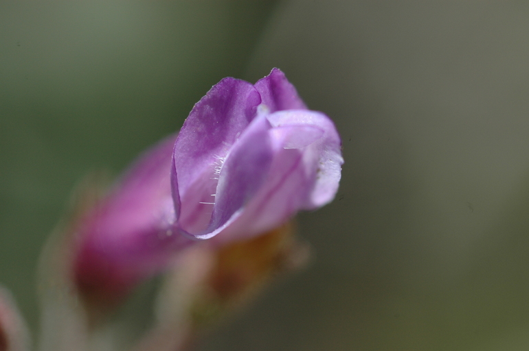 Image de Penstemon personatus D. D. Keck