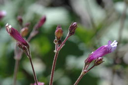 Image de Penstemon personatus D. D. Keck