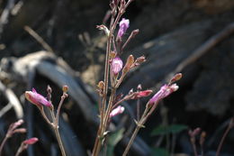 Image de Penstemon personatus D. D. Keck