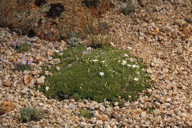 Image of dwarf phlox