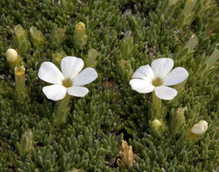 Image of dwarf phlox