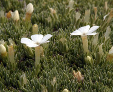 Imagem de Phlox condensata (A. Gray) E. Nels.