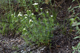 Image of Sierra linanthus