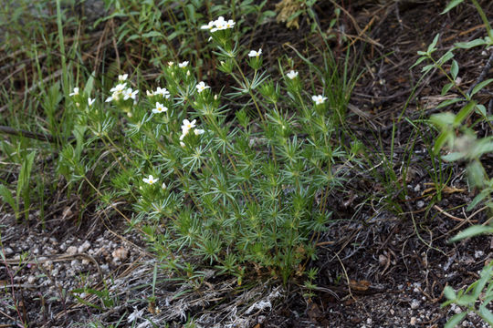 Plancia ëd Leptosiphon pachyphyllus (R. Patt.) M. Porter & L. A. Johnson