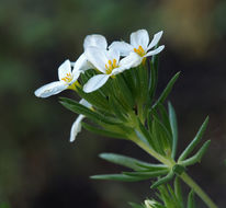 Image of Sierra linanthus