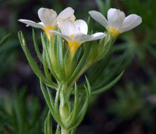 Image of Sierra linanthus