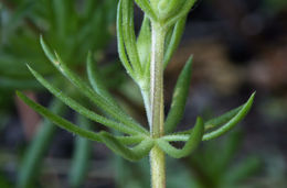 Image of Sierra linanthus