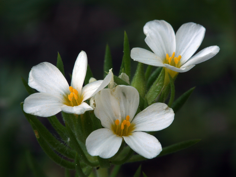 Image of Sierra linanthus