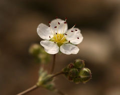 Image de Ivesia santolinoides A. Gray