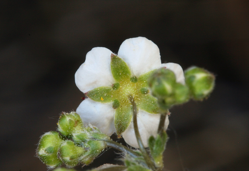 Image de Ivesia santolinoides A. Gray