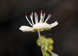 Image de Ivesia santolinoides A. Gray