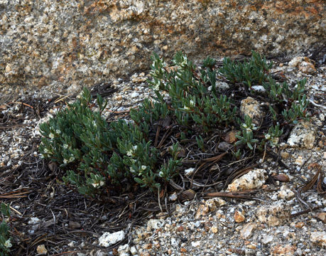 Plancia ëd Polygonum shastense Brewer ex A. Gray