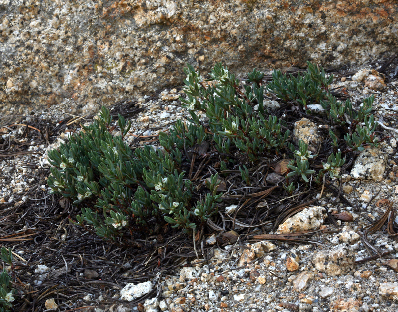 Polygonum shastense Brewer ex A. Gray resmi