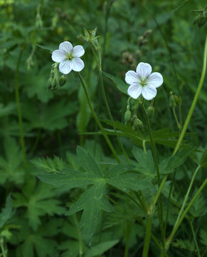 Imagem de Geranium richardsonii Fisch. & Trautv. ex Fisch., C. A. Mey. & Trautv.