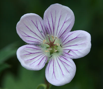 Imagem de Geranium richardsonii Fisch. & Trautv. ex Fisch., C. A. Mey. & Trautv.