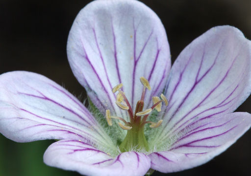 Imagem de Geranium richardsonii Fisch. & Trautv. ex Fisch., C. A. Mey. & Trautv.