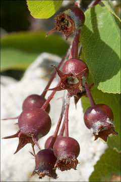 Image of Snowy Mespilus