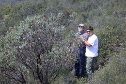 Image of Gabilan Mountains manzanita