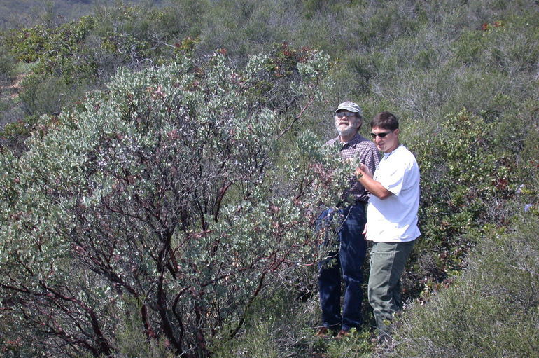 Слика од Arctostaphylos gabilanensis V. T. Parker & M. C. Vasey