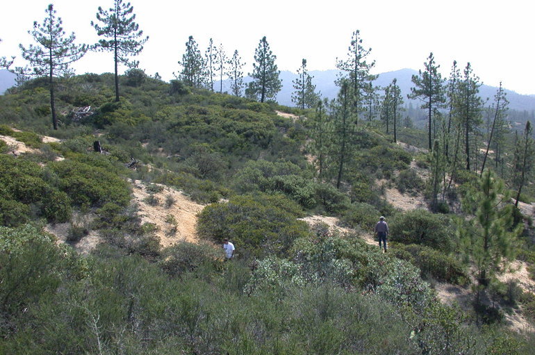 Image of Gabilan Mountains manzanita