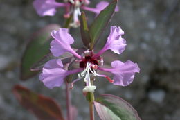 Sivun Clarkia tembloriensis subsp. calientensis (Vasek) K. E. Holsinger kuva