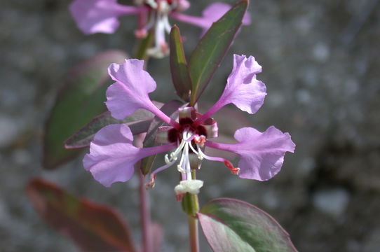 Image of Vasek's clarkia