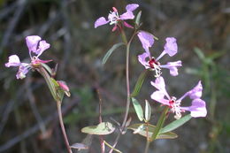 Image of Vasek's clarkia