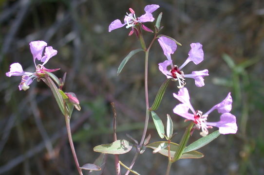 Image de Clarkia tembloriensis subsp. calientensis (Vasek) K. E. Holsinger