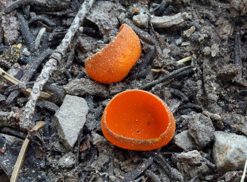 Image of Orange peel fungus