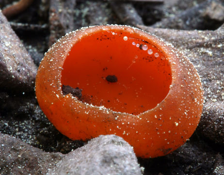 Image of Orange peel fungus