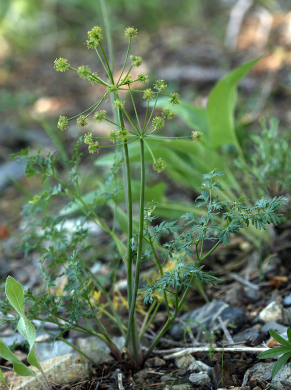 Image of Gray's licorice-root