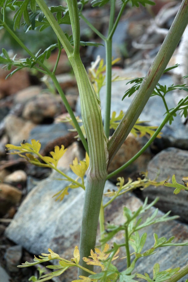 Image of Gray's licorice-root