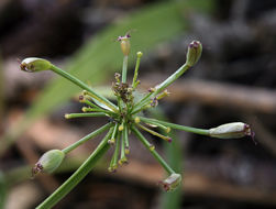 Image of Gray's licorice-root