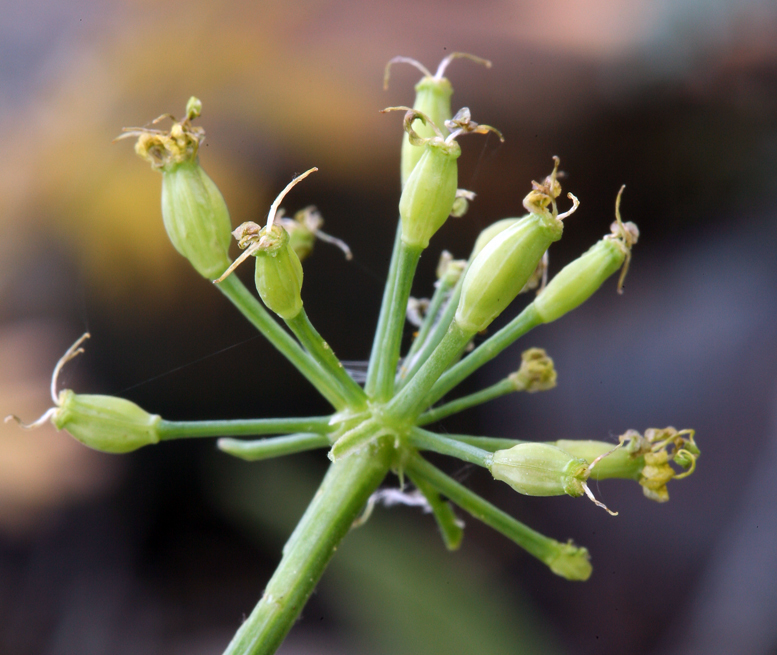 Image of Gray's licorice-root