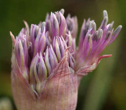 Image de Allium platycaule S. Watson